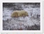 037 Polar bear 15 * You can't see that this bear is finishing up his meal of Canada goose. * 1600 x 1200 * (890KB)